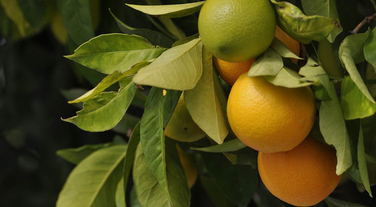 oranges_1920Web.jpg